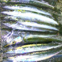 石津浜でアオリイカ好調。湾内ではカマスが入れ食い